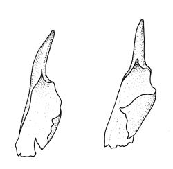 Pleurophascum ovalifolium, calyptrae. Drawn from M.J.A. Simpson 8561, CHR 351331.
 Image: R.C. Wagstaff © Landcare Research 2015 